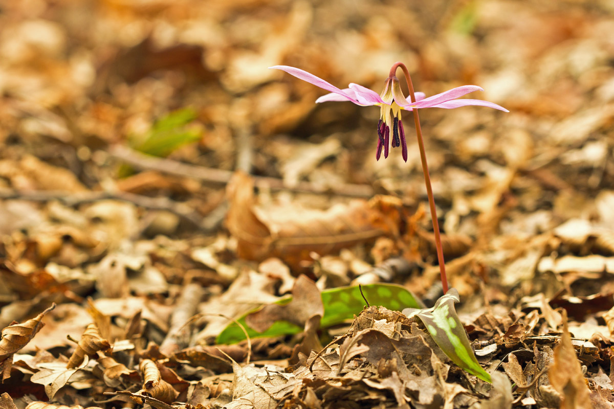 Erythronium dens-canis